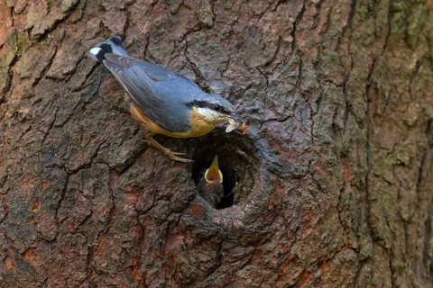 Eurasian Nuthatch (Sitta europaea) feeds at nesting hole, Utrecht, Netherlands