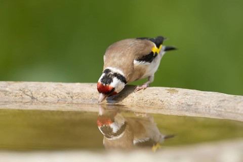European goldfinch (Carduelis carduelis) adult garden bird drinking water from a bird bath,