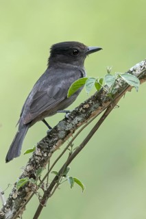 One-colored Becard (Pachyramphus homochrous) perched on a branch in southern Ecuador