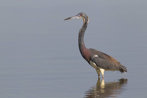 Tricolored Heron (Egretta tricolor), Florida, USA