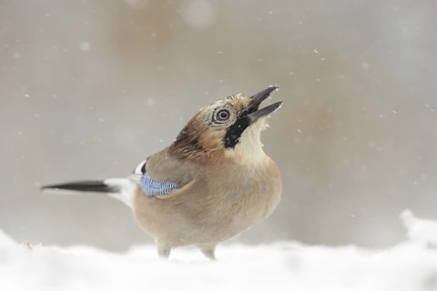Eurasian Jay (Garrulus glandarius), North Rhine-Westphalia, Germany