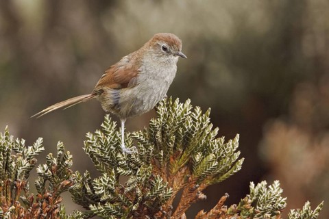 White-chinned Thistletail (Asthenes fuliginosa), Ecuador