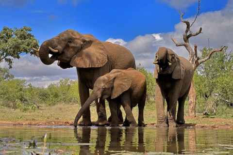 African elephant (Loxodonta africana), adult, female, mother, two young, mother with young, at the