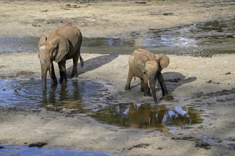 African forest elephants (Loxodonta cyclotis) in the Dzanga Bai forest clearing, Dzanga-Ndoki