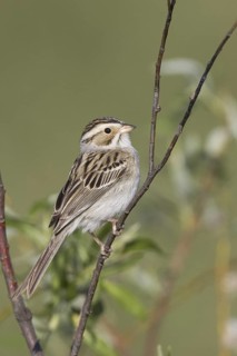 Clay-colored Sparrow (Spizella pallida), Michigan, USA