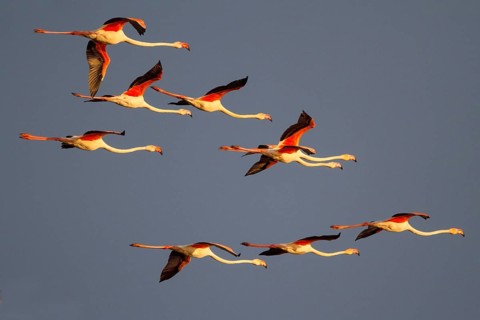 Greater Flamingo (Phoenicopterus roseus) flying, Greece