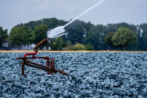 Agriculture, artificial irrigation of a field, irrigation system, cabbage cultivation, red cabbage,