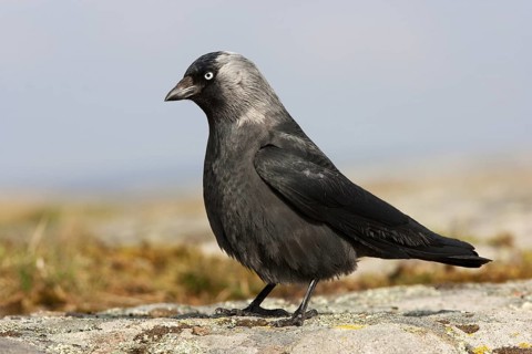 Western Jackdaw (Coloeus monedula), Trollhaettan, Sweden