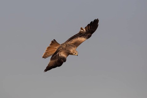 Red kite (Milvus milvus), Extremadura, Castilla La Mancha, Spain