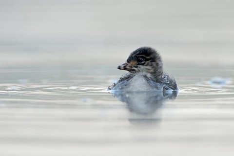 Black-necked Grebe (Podiceps nigricollis) chick, North Rhine-Westphalia, Germany