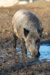 One wild boar or wild pig (Sus scrofa), drinking water from a small pool in early morning light,