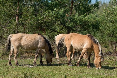 Equus caballus, domestic horse, odd-toed ungulates, perissodactyla, grazing, domesticated animals,
