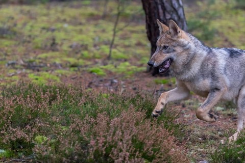 One young male eurasian gray wolf (Canis lupus lupus) running thru a forest with rocks and heather.