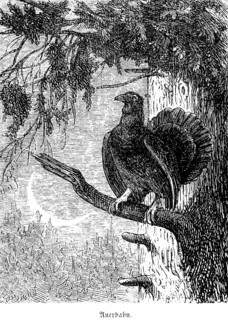 Capercaillie, Hubertus hunting and hunting scenes, wild animals, conifer, branch, crescent moon,