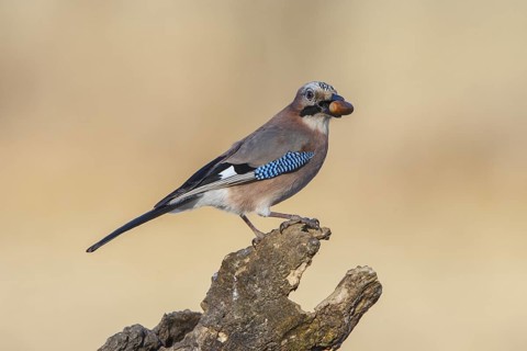 Eurasian Jay (Garrulus glandarius), Carinthia, Austria