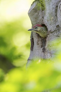 Grünspecht, Green Woodpecker, Eurasian Green Woodpecker, Picus viridis, Pic vert, Pito Real