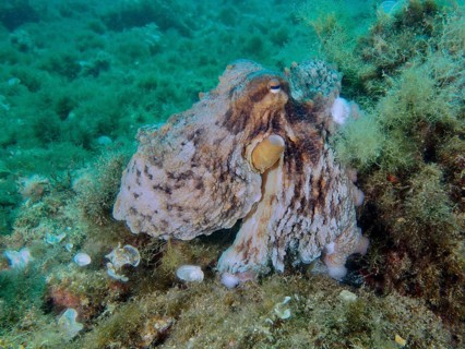 A Common Octopus (Octopus vulgaris) blending in perfectly with the surrounding underwater