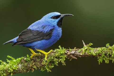 Shining Honeycreeper (Cyanerpes lucidus) perched on a branch in Costa Rica