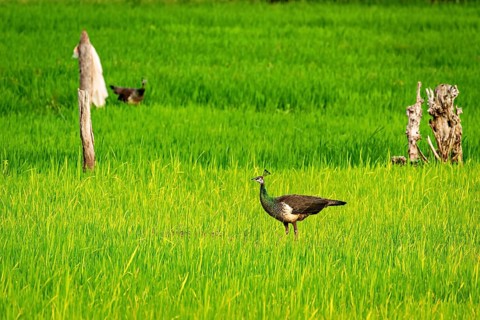 A peacock stands in a green meadow, surrounded by nature and a peaceful atmosphere, an Indian