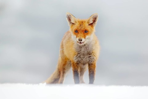 Red Fox hunting, Vulpes vulpes, wildlife scene from Europe. Orange fur coat animal in the nature