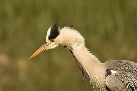 Grey Heron (Ardea cinerea), Serbia