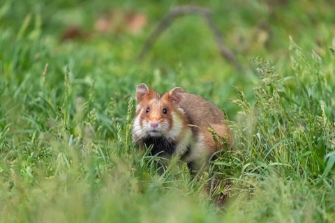 One European hamster (Cricetus cricetus), Eurasian hamster, black-bellied hamster or common