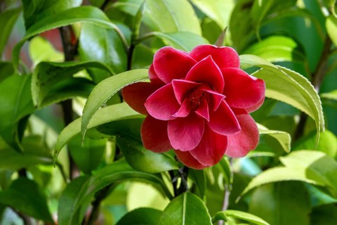 Camellia, red flowering, Baden-Württemberg, Germany
