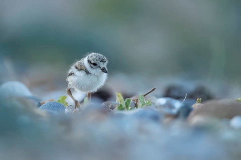 Ringed plover (Charadrius hiaticula) juvenile baby wader bird on a beach in summer, England, United