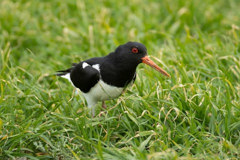 Eurasian oystercatcher (Haematopus ostralegus) adult wading bird in a farmland cereal field,