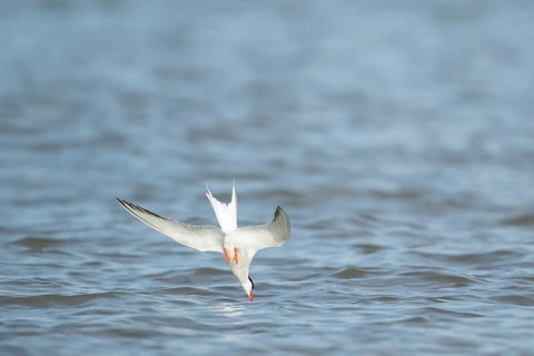 Common tern (Sterna hirundo) adult bird diving down in flight for food in the sea in summer,