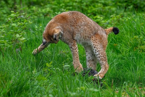 Hunting Eurasian lynx (Lynx lynx) juvenile catching prey in thicket at forest's edge