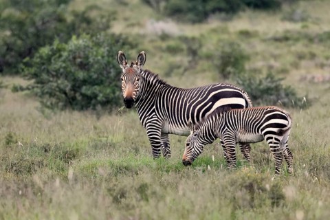 Cape Mountain Zebra (Equus zebra), adult, female, mother, juvenile, alert, feeding, Mountain Zebra
