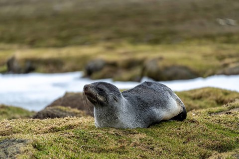 Antarctic Fur Seal (Arctocephalus gazella), young lying on grass next to snow remains, South