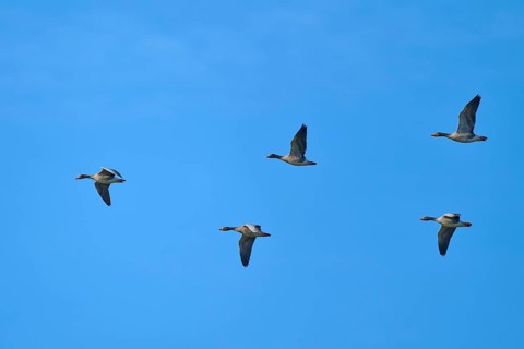 Five geese flying in formation through the clear blue sky, grey goose (Anser anser), spring, bird