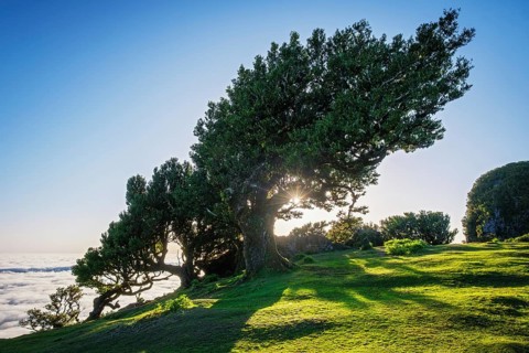 Centuries-old til trees in fantastic magical idyllic Fanal Laurisilva forest on sunrise. Madeira