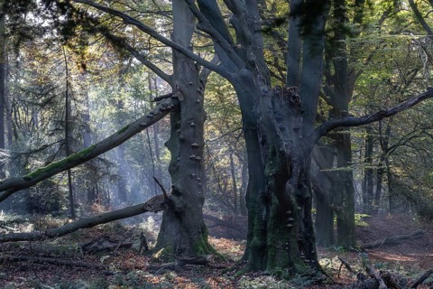 Beech forest (Fagus sylvatica) in autumn foliage, Emsland, Lower Saxony, Germany
