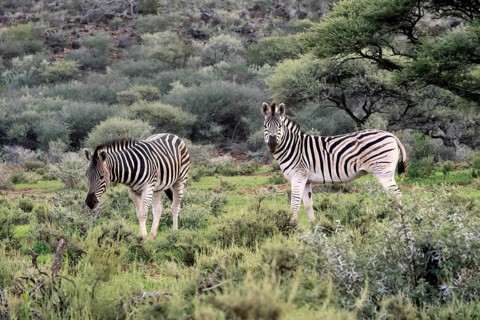 Burchell's zebra (Equus quagga burchelli), Burchell's zebra, adult, two, foraging, alert, Mokala