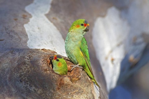 Purple-crowned Lorikeet (Parvipsitta porphyrocephala), Victoria, Australia