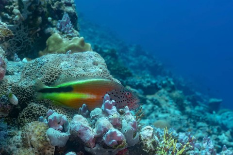 Black-sided hawkfish rests among vibrant corals in the Maldives, showcasing the rich biodiversity