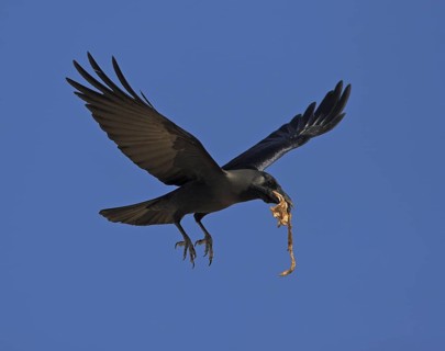 House Crow (Corvus splendens) flying, Oman