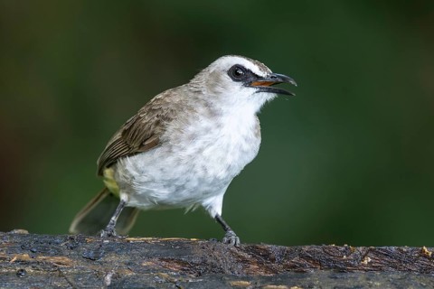 Yellow-vented Bulbul (Pycnonotus goiavier), Bali, Indonesia