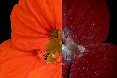 Garden nasturtium (Tropaeolum majus), flower, UV light, Germany