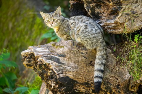 European wildcat (Felis silvestris silvestris) on an old tree trunk, Hesse, Germany