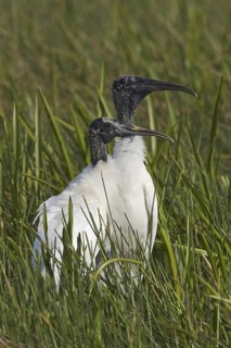 Wood Stork (Mycteria americana), Florida, USA