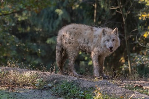 One Arctic wolf (Canis lupus arctos) standing in a small forest opening