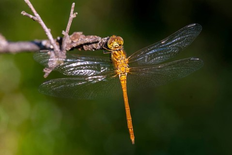 Southern Darter, Sympetrum Meridional, Southern Heidelibel, Anisoptera, Damselflies, Dragonflies,