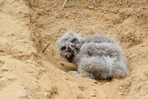 Eurasian Eagle-Owl (Bubo bubo) chick on ground, North Rhine-Westphalia, Germany
