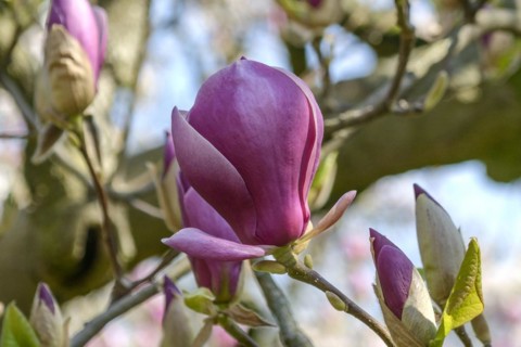 Tulip magnolia (Magnolia × soulangeana 'Lennei'), Wilhelma, Stuttgart, Baden-Württemberg, Germany