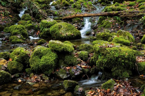 Urach waterfall, small waterfall over mossy rocks in a forest full of autumn leaves, Kleine Ohe,