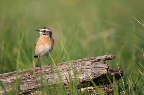 Whinthroats, saxicola rubetra, whinchat, birds, males, passeri, songbirds, birds